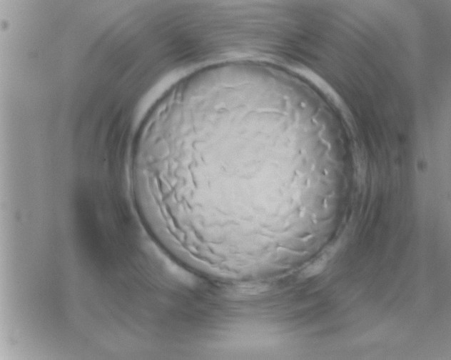 X0000071381294200607142101