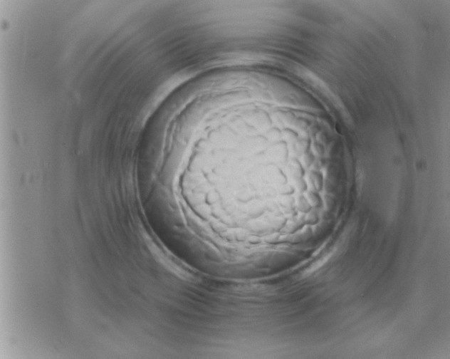 X0000071381417200607142059