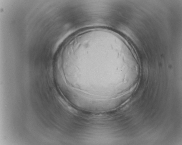 X0000071381460200607142058