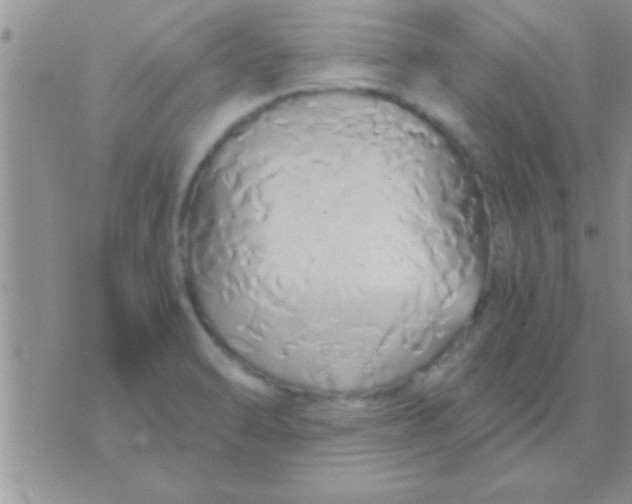 X0000071381470200607142058