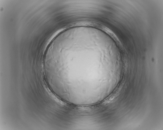 X0000071380852200607212211