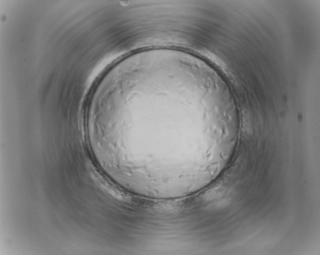 X0000071381078200607212206