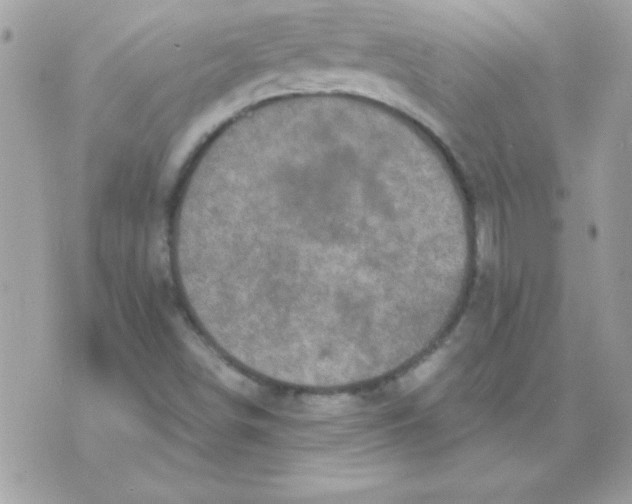 X0000071381498200607212159