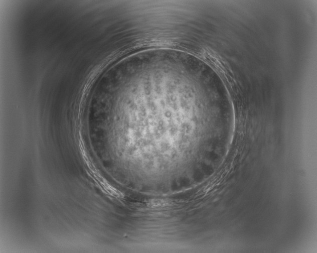 X0000071390145200606231320