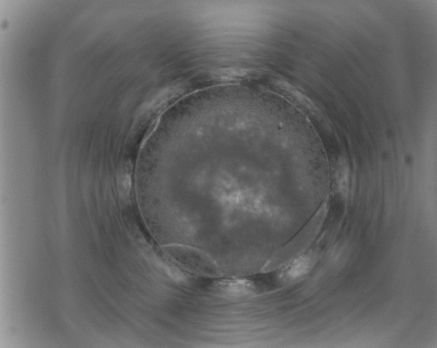 X0000071390427200606261443