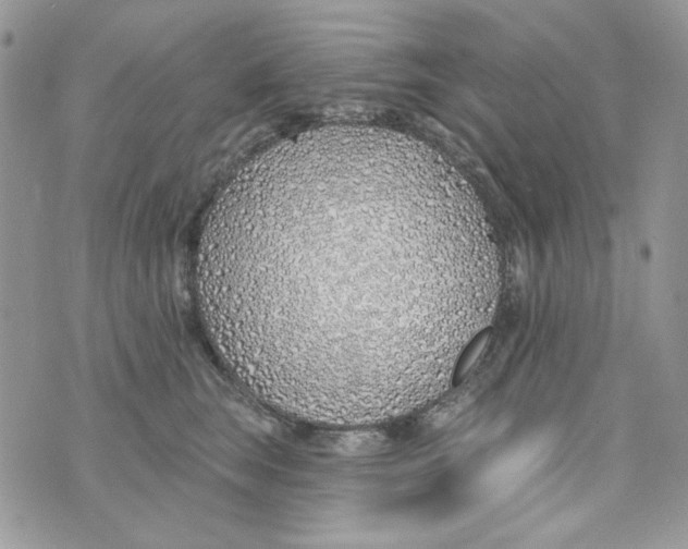 X0000071390663200607212239