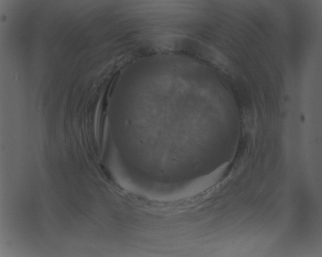 X0000071760029200606301141