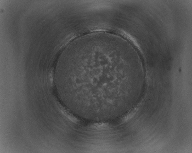 X0000071760065200606301141