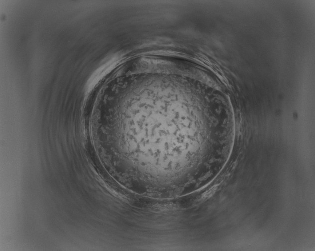 X0000071760245200606301137