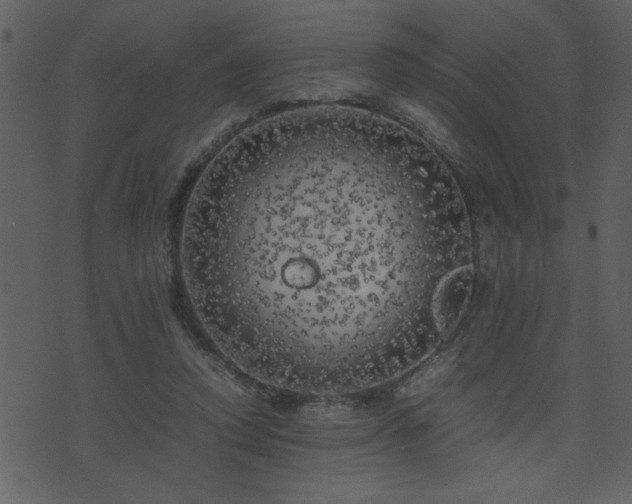 X0000071760354200606301136