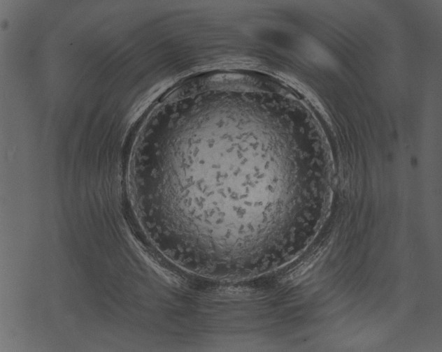 X0000071760437200606301134