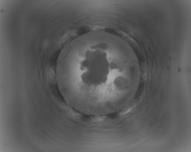 X0000071760523200606301133