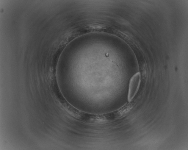 X0000071760559200606301133