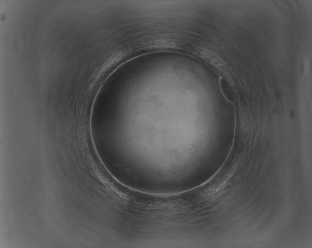 X0000071760625200606301131