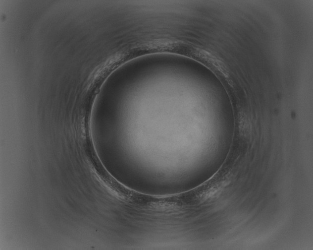 X0000071760633200606301131