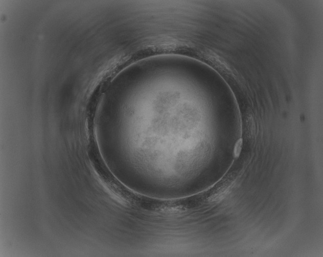 X0000071760638200606301131