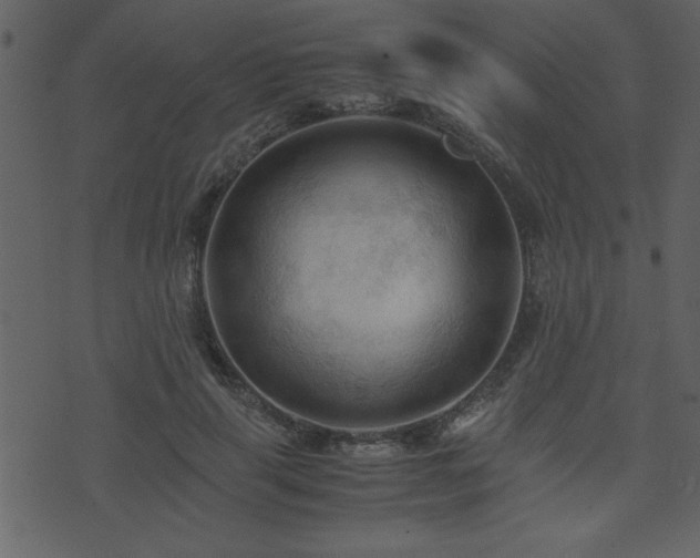 X0000071760645200606301131