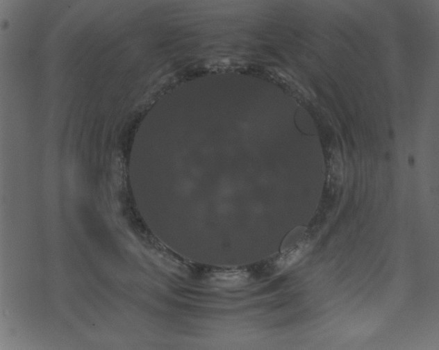 X0000071760659200606301131