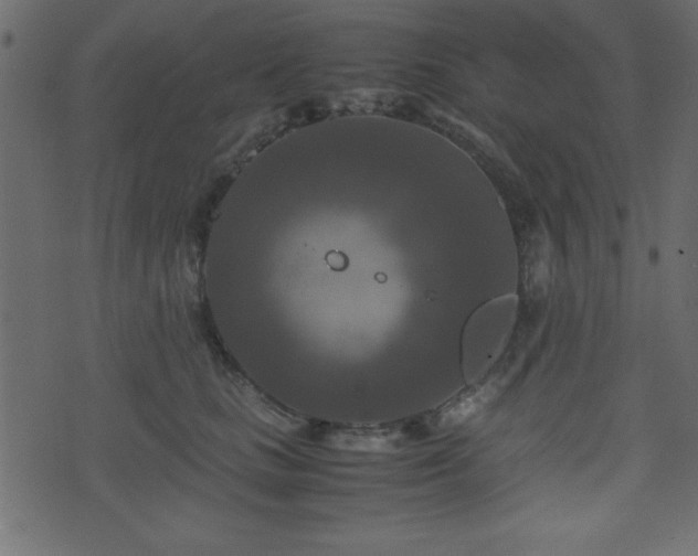 X0000071760661200606301132