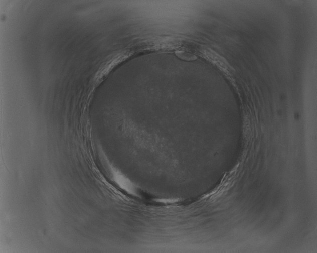 X0000071760673200606301131