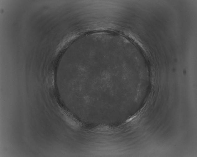 X0000071760685200606301131