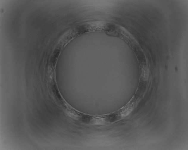 X0000071760701200606301130