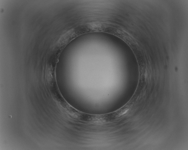 X0000071760702200606301130