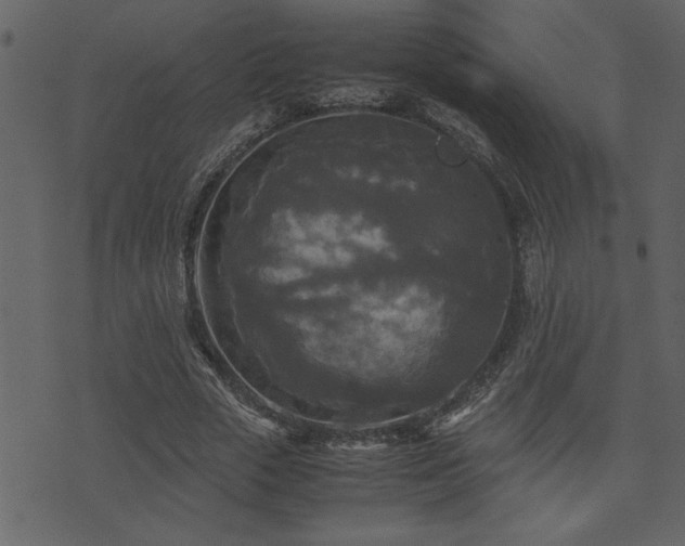 X0000071760729200606301129