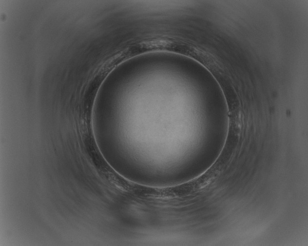 X0000071760743200606301130