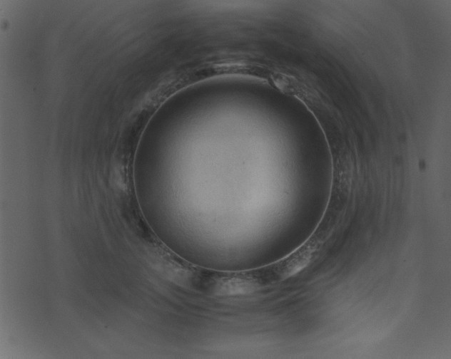 X0000071760755200606301130