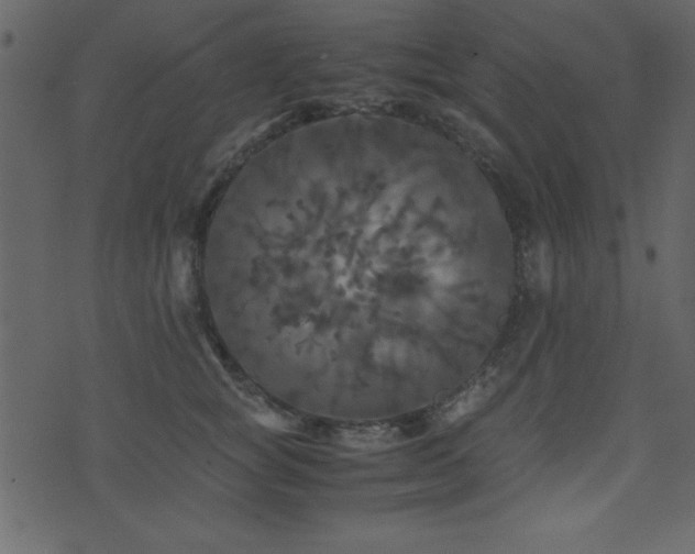 X0000071760757200606301130