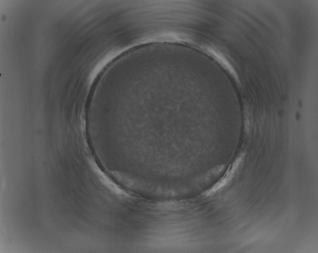 X0000071760944200606301127