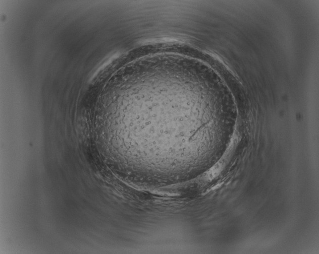 X0000071760967200606301126