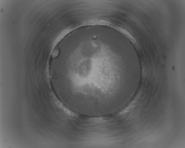 X0000071760990200606301126