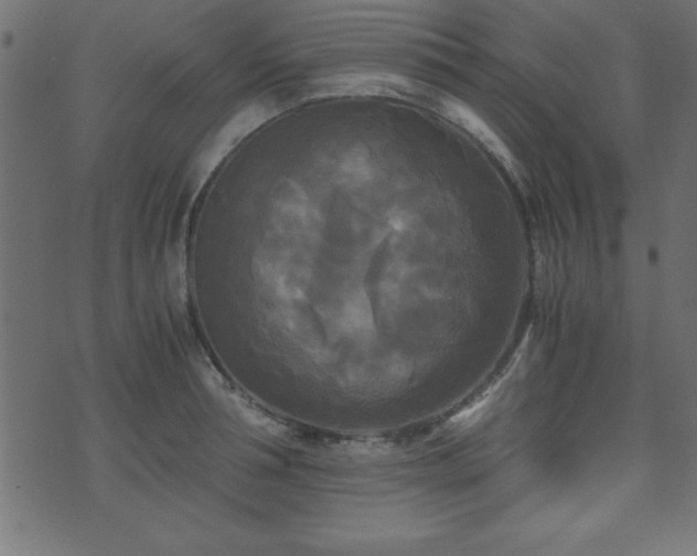 X0000071760994200606301126