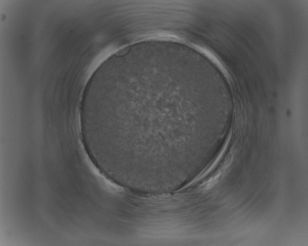 X0000071760999200606301126