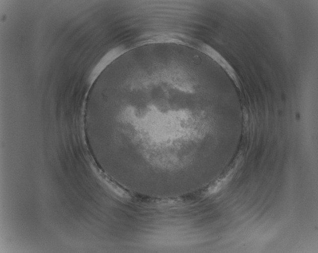 X0000071761002200606301126