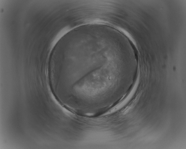 X0000071761007200606301125