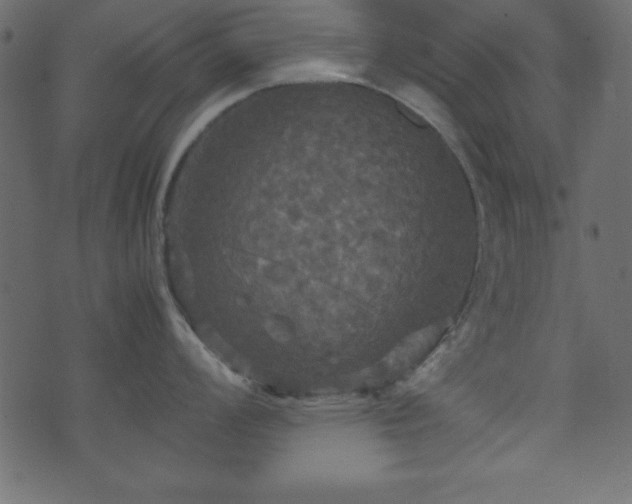 X0000071761008200606301125