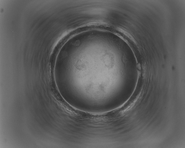 X0000071761021200606301125