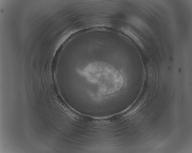 X0000071761023200606301125