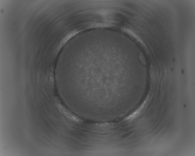 X0000071761025200606301125