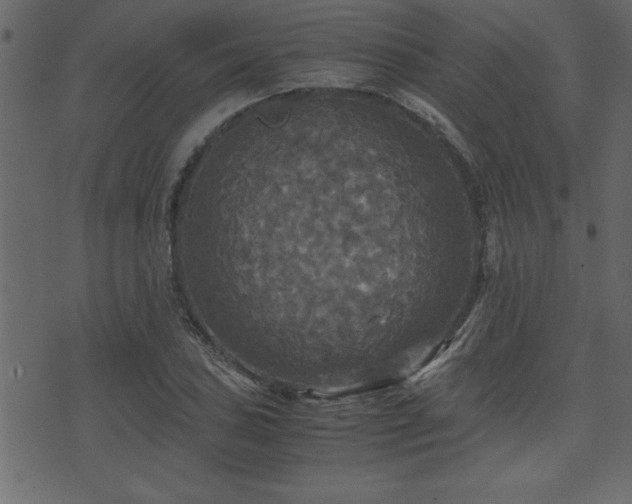 X0000071761027200606301125