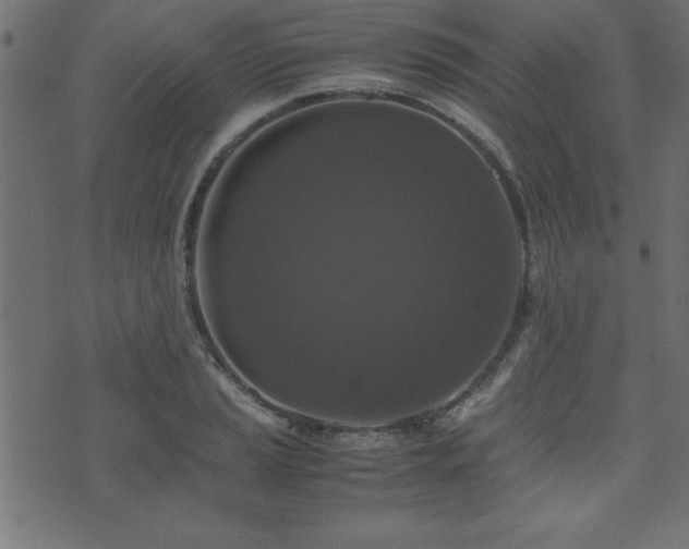 X0000071761037200606301125