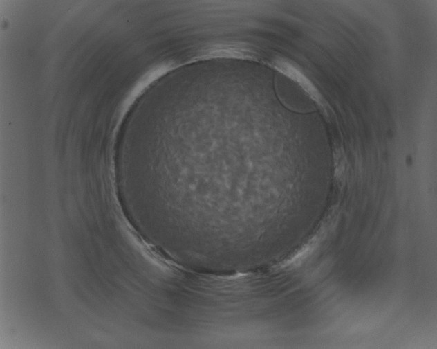 X0000071761043200606301125