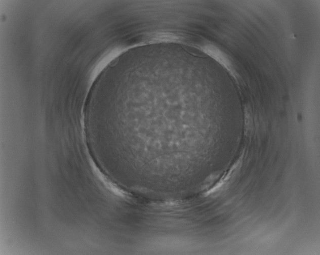 X0000071761047200606301125