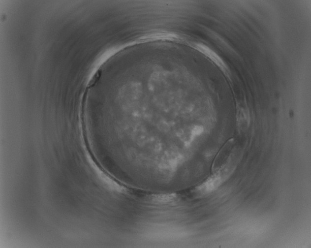 X0000071761055200606301125