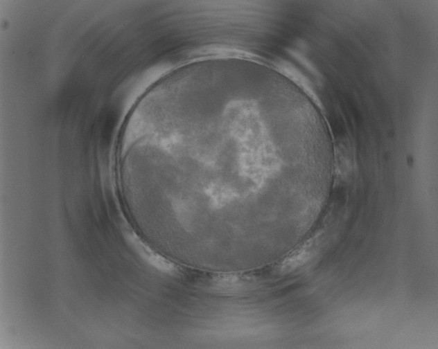 X0000071761098200606301124