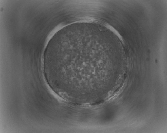 X0000071761099200606301124