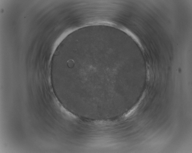 X0000071761102200606301124